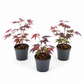 Japanese Maple | Outdoor Plant