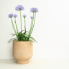 Agapanthus | Outdoor Plant