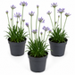 Agapanthus | Outdoor Plant