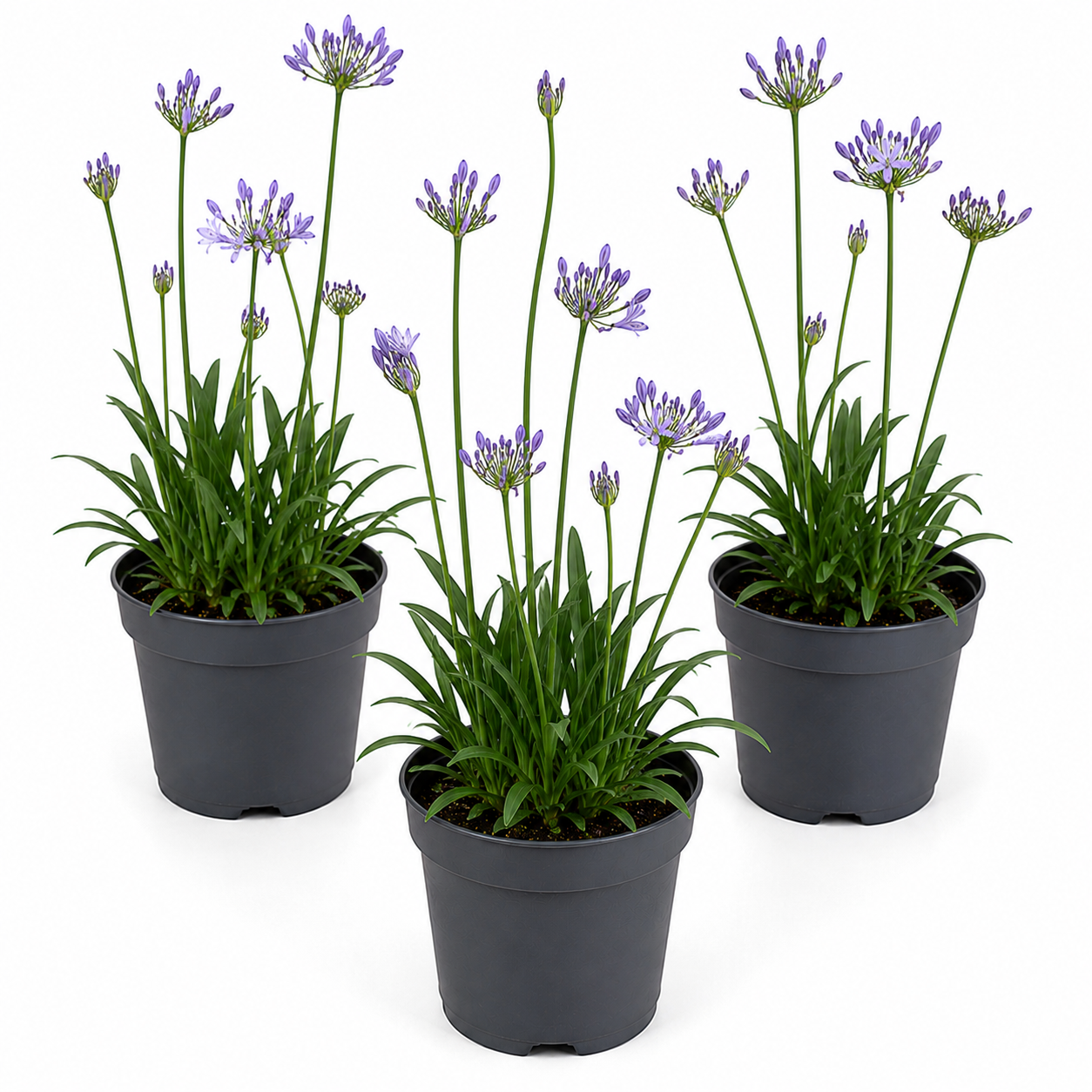 Agapanthus | Outdoor Plant