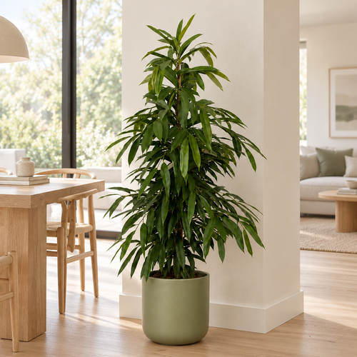 Narrow Leaf Fig | Amstel King