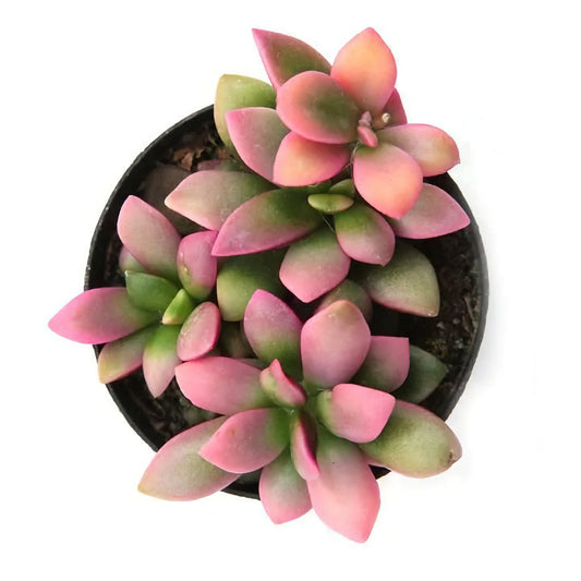 Sunrise Succulent | Potted Houseplants