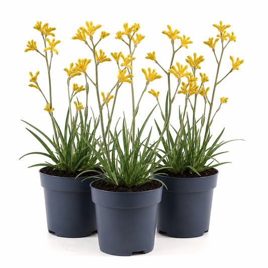Kangaroo Paw | Yellow | Outdoor Plant | Outdoor Plants