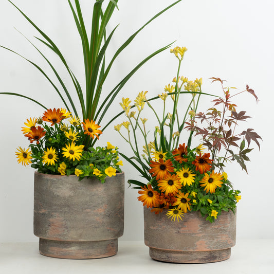 Architectural Colour | Garden Bundle | Outdoor Plants