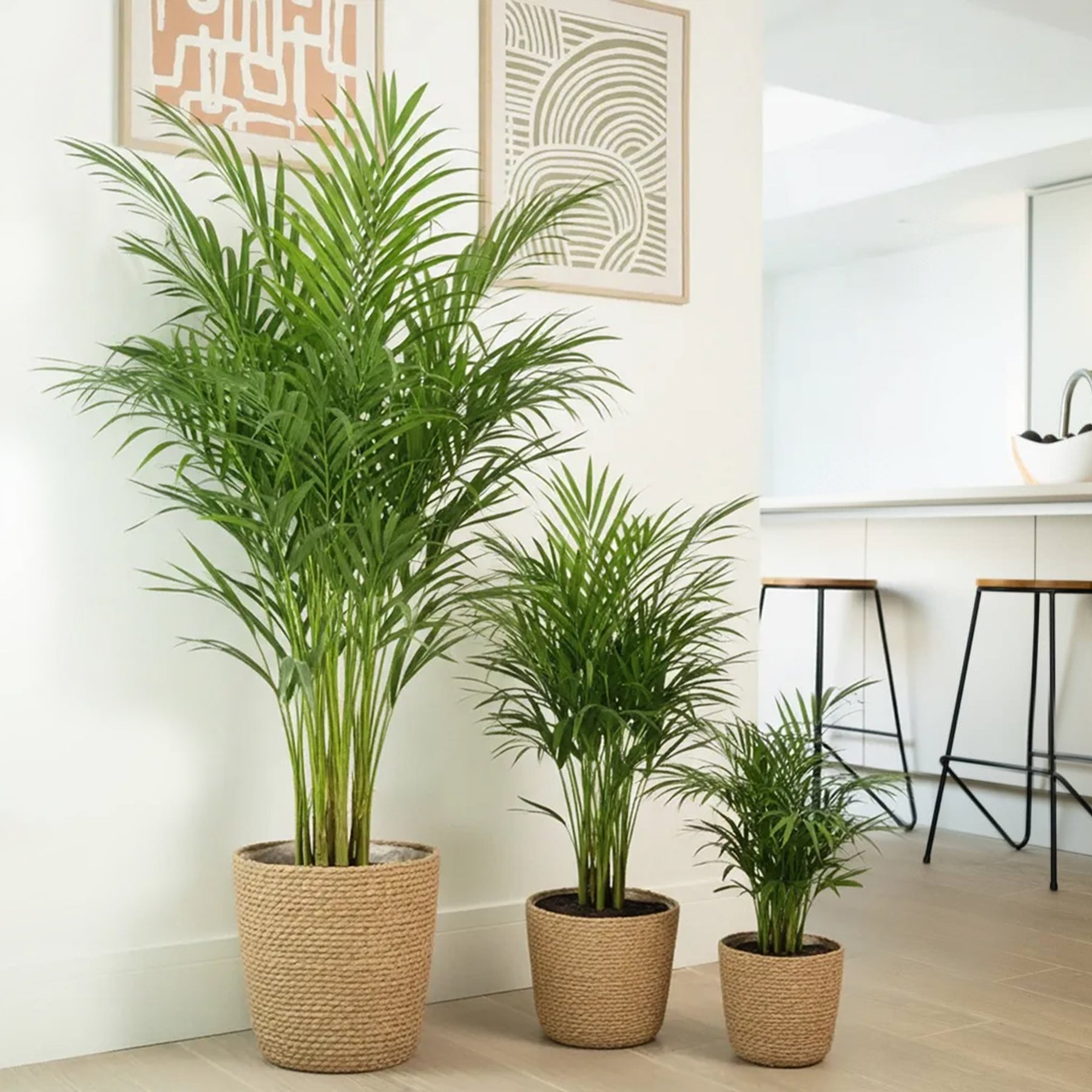 areca palm in planter Areca Palm