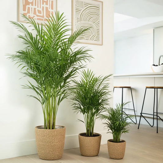Areca Palm | Potted Houseplants