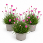 Sea Thrift | Sweet Dreams Pink | Outdoor Plant