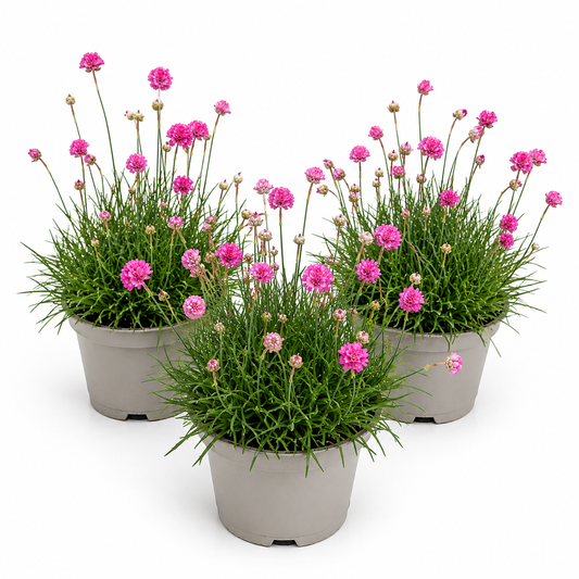 Sea Thrift | Sweet Dreams Pink | Outdoor Plant | Outdoor Plants
