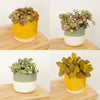 Nerve Plant | Surprise Colour