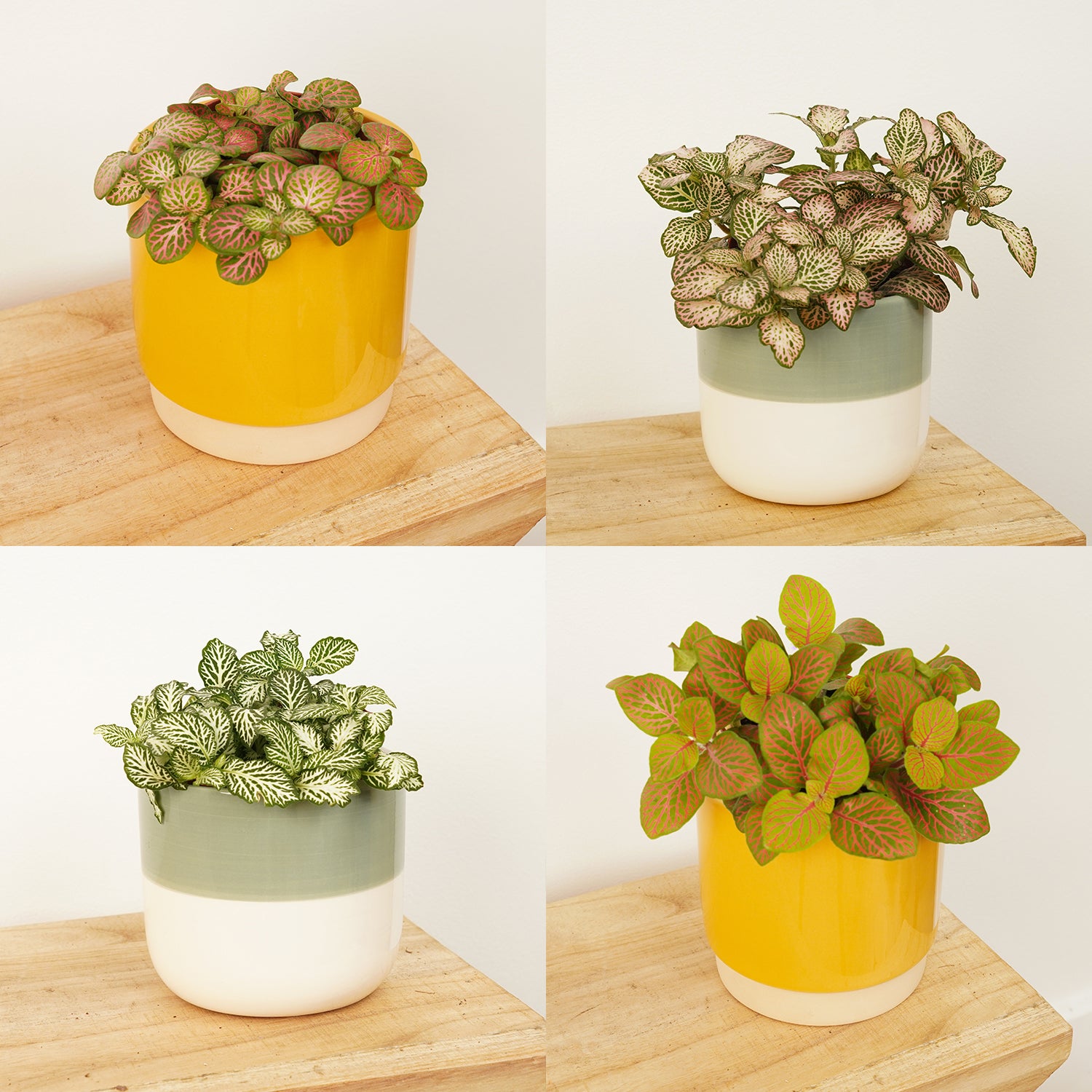Nerve Plant | Surprise Colour