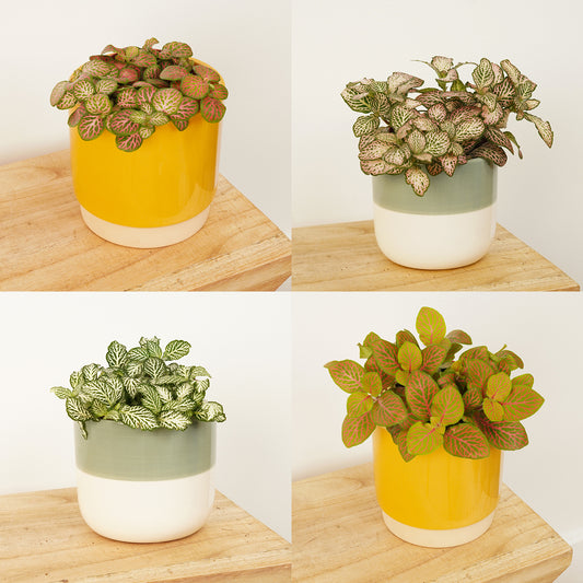 Nerve Plant | Surprise Colour | Foliage Plants