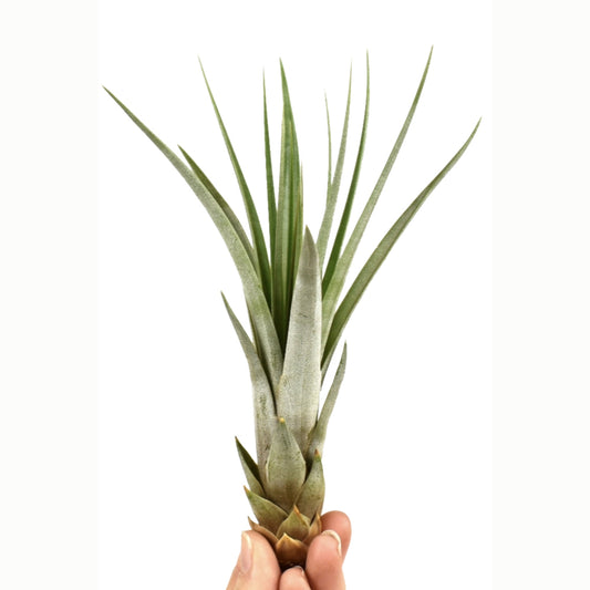 Air Plant | Fasciculata | Air Plants
