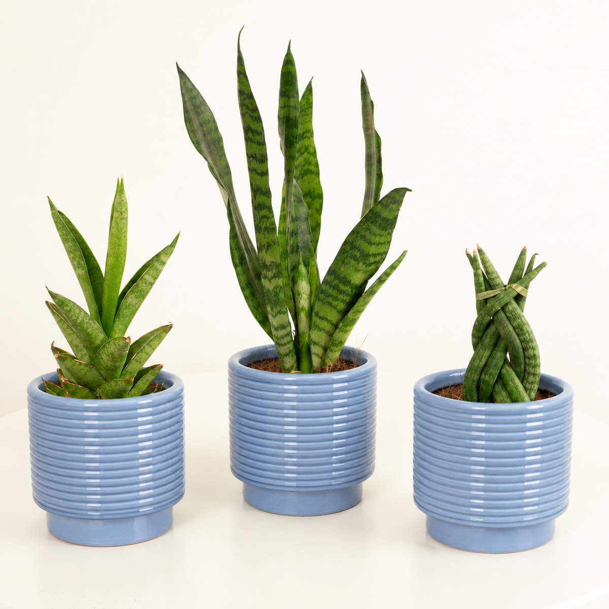 Baby Snakes  | Plant Bundle