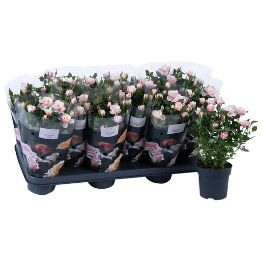 Flowering Rose | Piia | Potted Houseplants