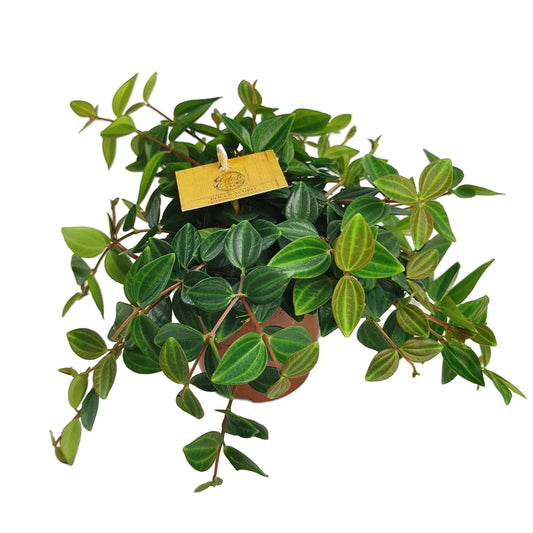 Beetle Peperomia | Hard To Find | Potted Houseplants