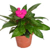Busy Lizzie Houseplant