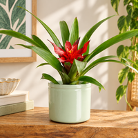 Bromeliad | Blitz