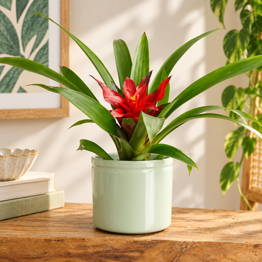 Bromeliad | Blitz | Houseplants & Indoor Plants