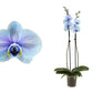 Phalaenopsis Orchid | Blue Lagoon