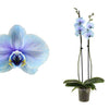 Phalaenopsis Orchid | Blue Lagoon