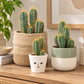 Blue Torch Cactus