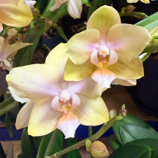 Phalaenopsis Orchid | Bolgheri Lemon | Indoor Plants On Sale