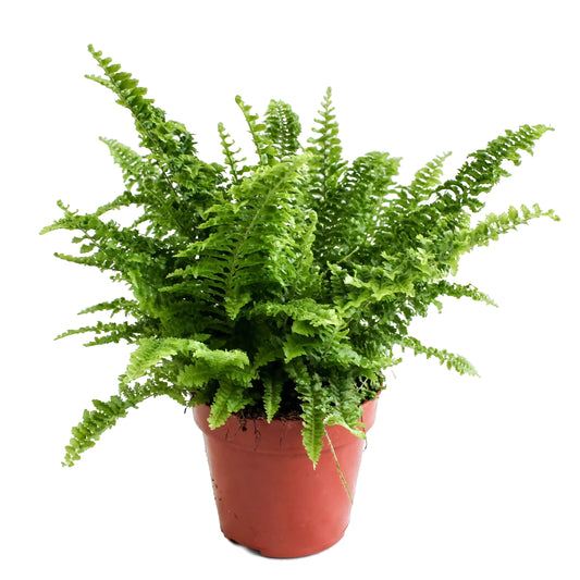 Boston Fern | Vitale | Pet Safe Plants