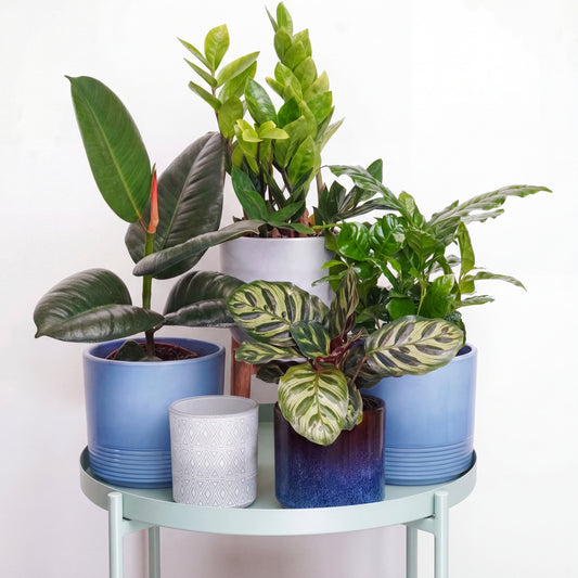 Botanist's Club | Plant Bundle | Indoor Plants On Sale