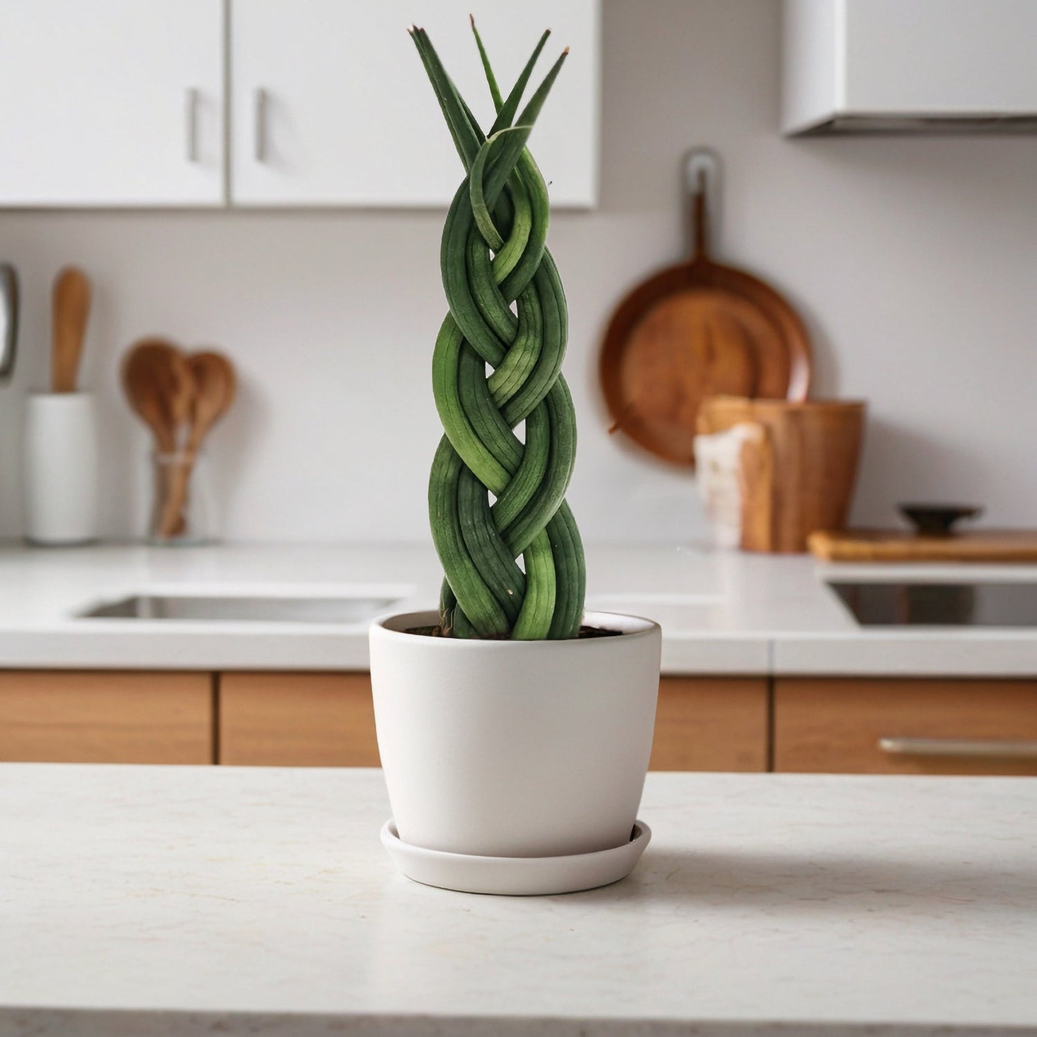Snake Plant | Braided | 10-20cm Tall | Sansevieria Trifasciata | Indoor Plant & Houseplant Delivery