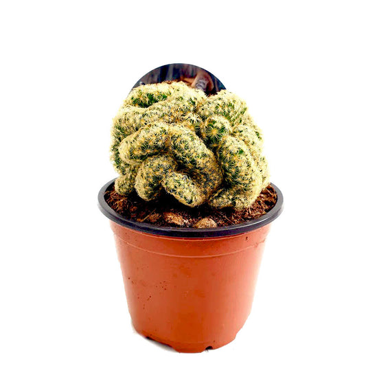 Brain Cactus | Hard To Find | Small Plants & Tot Pots