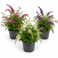 Butterfly Bush | Surprise Colour | Outdoor Plant