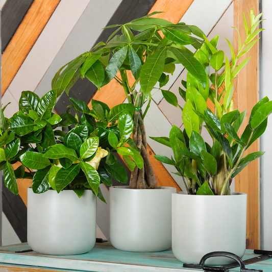Bright Hallway Welcome | Plant Bundle | 