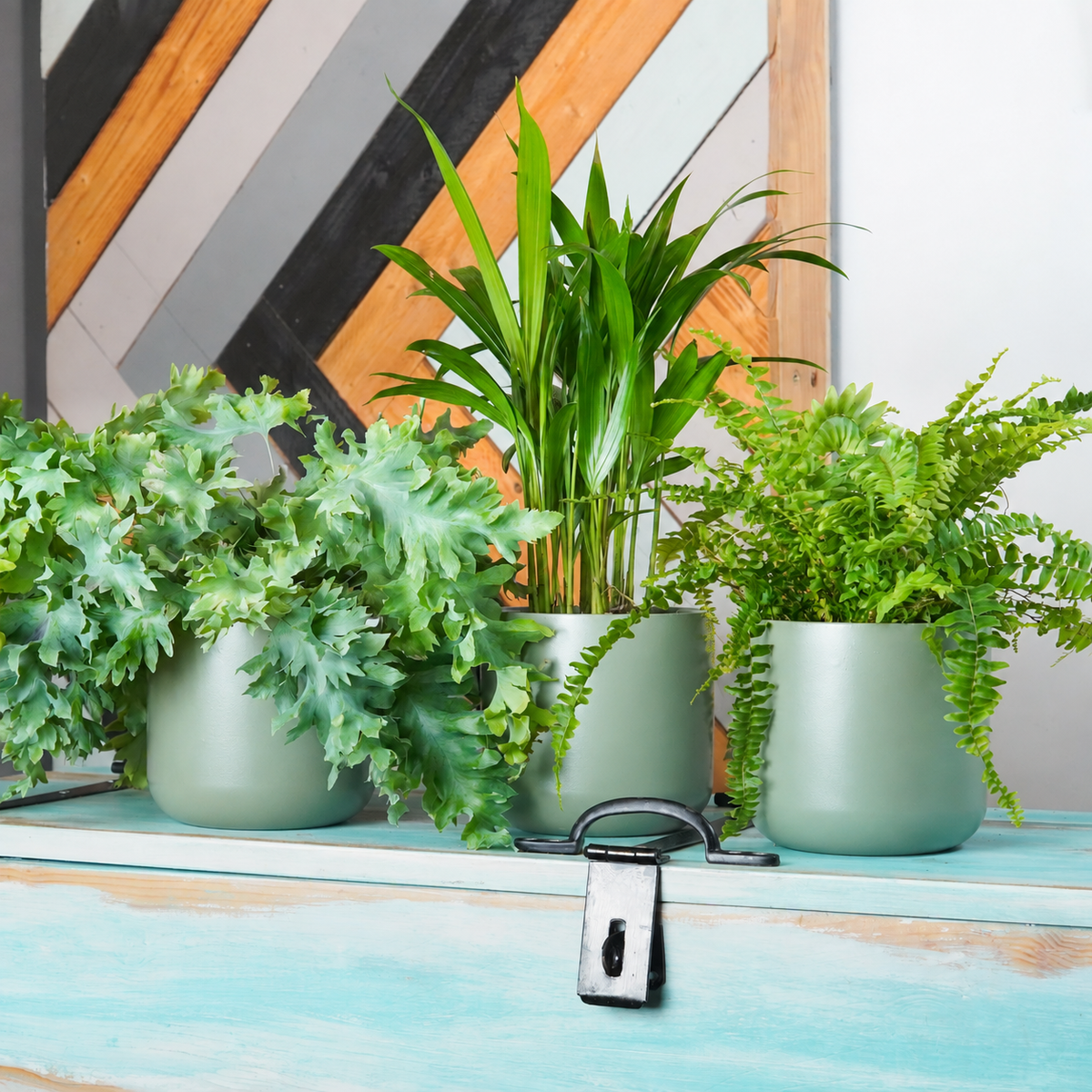 Spa Bathroom Foliage | Plant Bundle