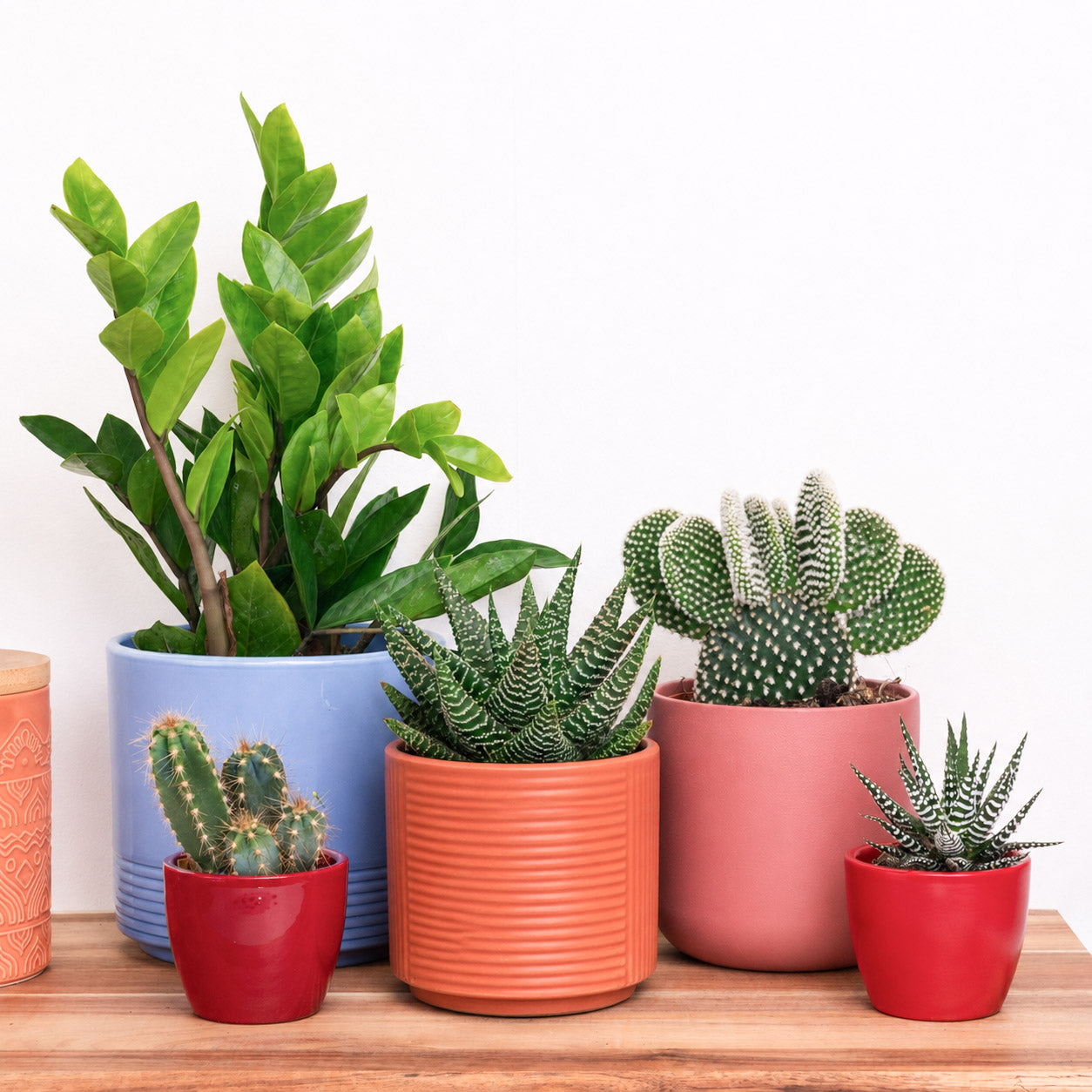 Vacation Vibes | Plant Bundle