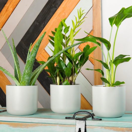 Sunny Corner | Plant Bundle | 