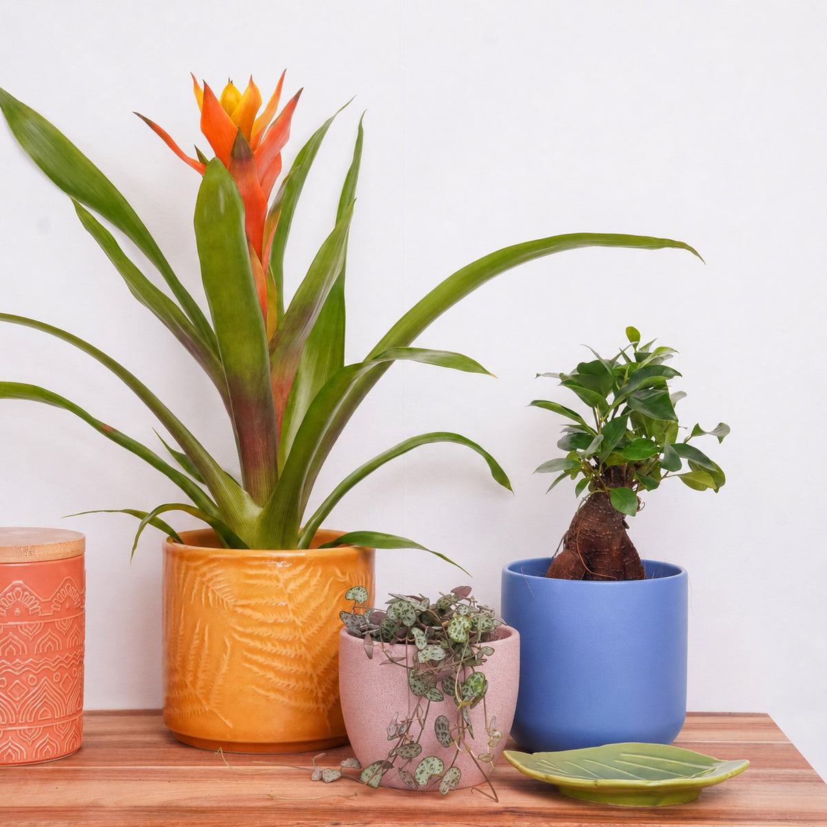 Feel Good Foliage | Plant Bundle