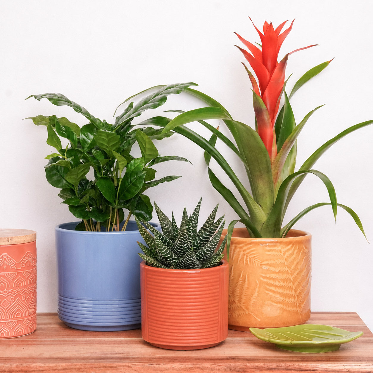 Happy Habitat | Plant Bundle