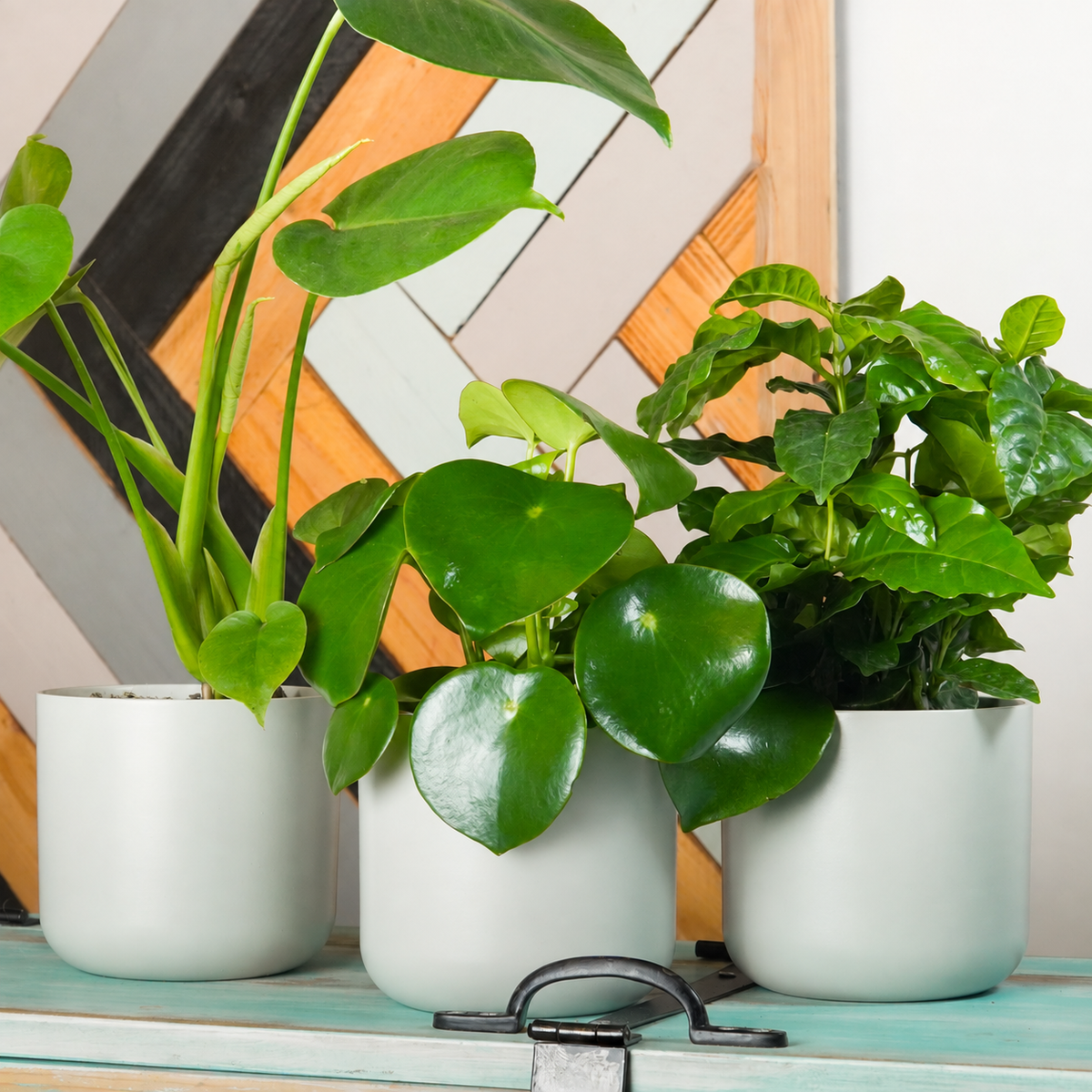 Living Room Greenery | Plant Bundle