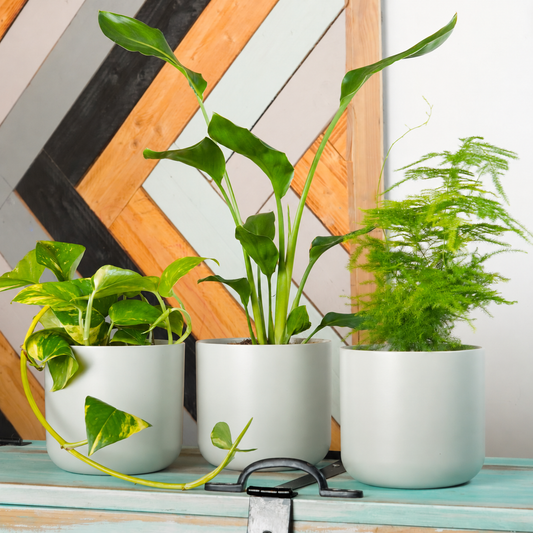 Bright Room Jungle | Plant Bundle | Variegated Plants