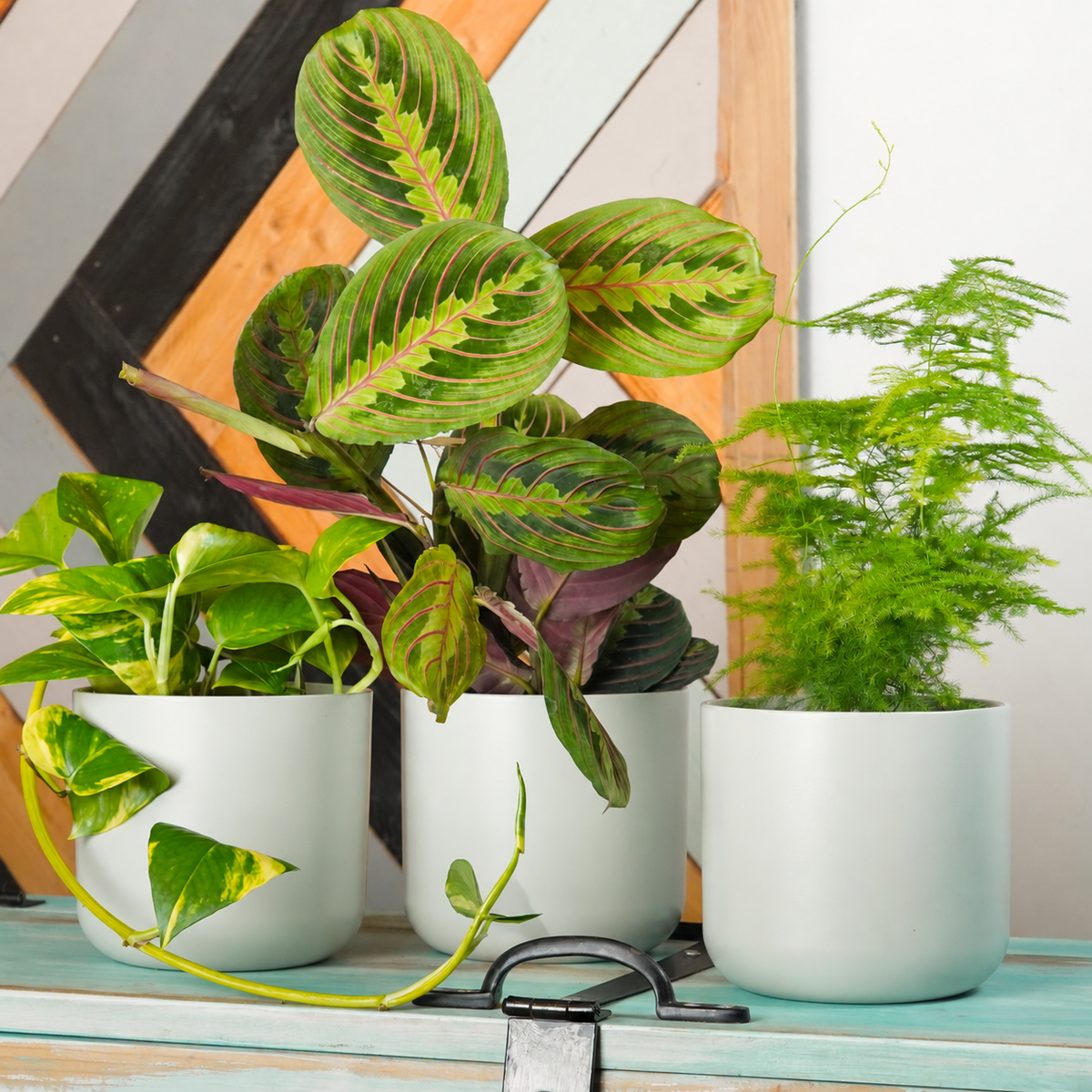 Warm Humid Room | Plant Bundle