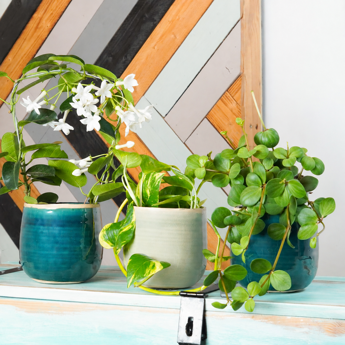 Jasmine & Hope Gift Trio | Plant Bundle