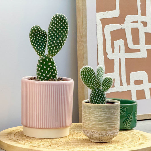 Bunny Ears Cactus | Potted Houseplants