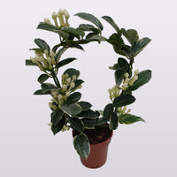 Madagascar Jasmine | Alpine Albo