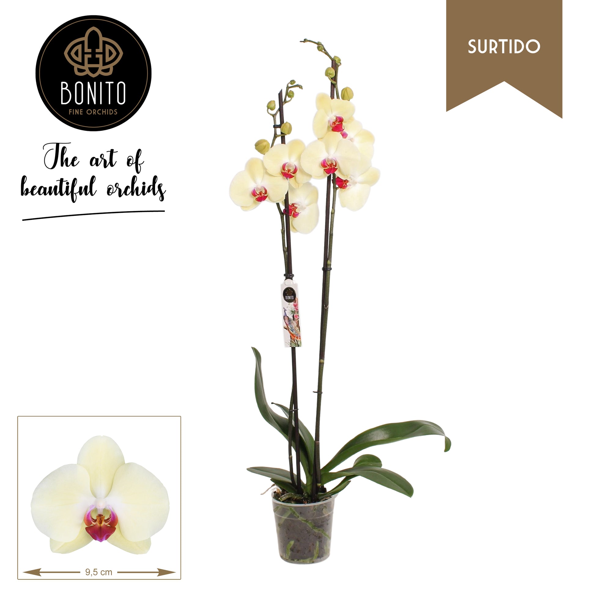 Phalaenopsis Orchid | Amalfi