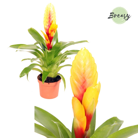 Vriesea Flaming Sword | Delphinus | Potted Houseplants
