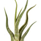 Air Plant | Medusa