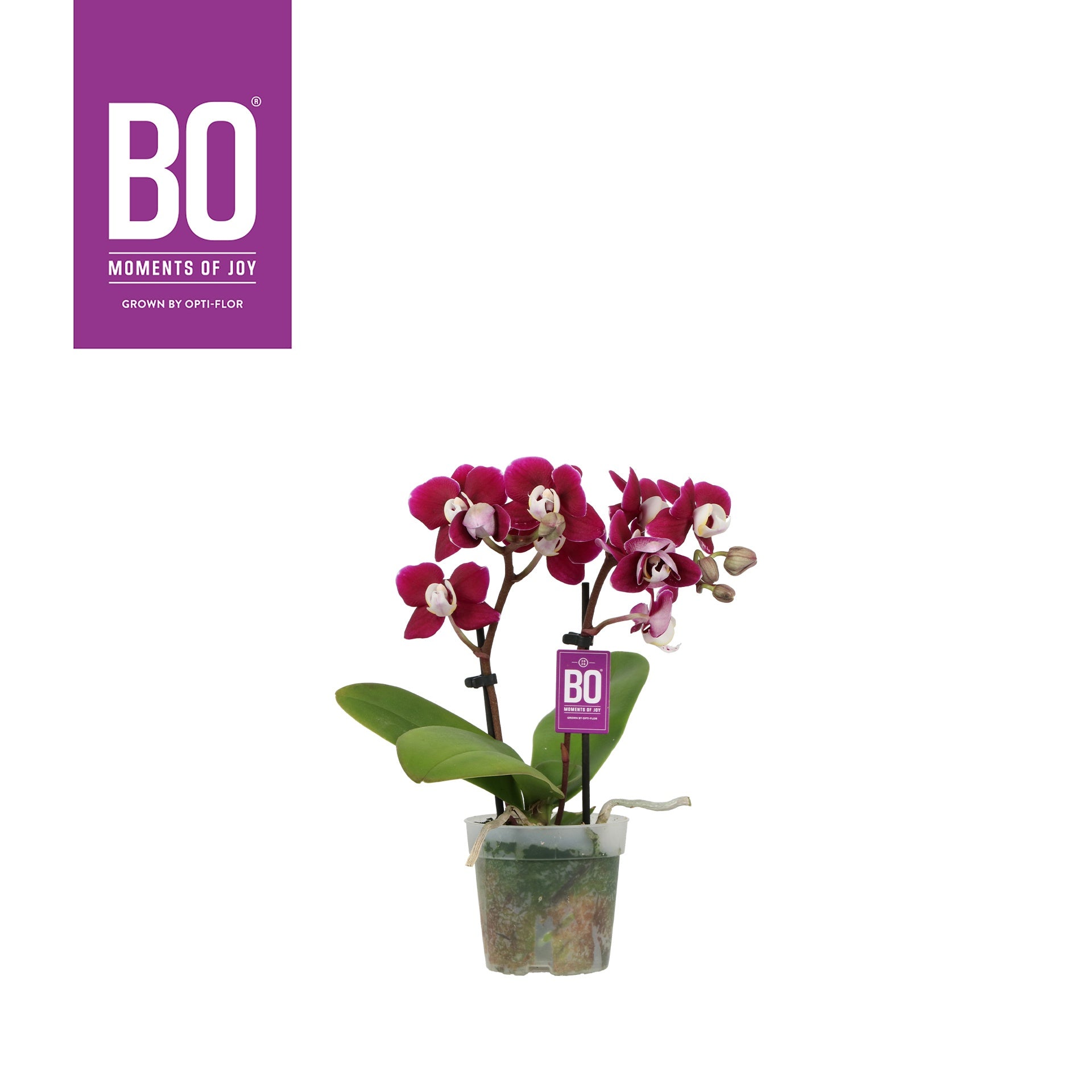 Phalaenopsis Orchid | Sweetie Yara
