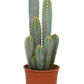 Blue Torch Cactus