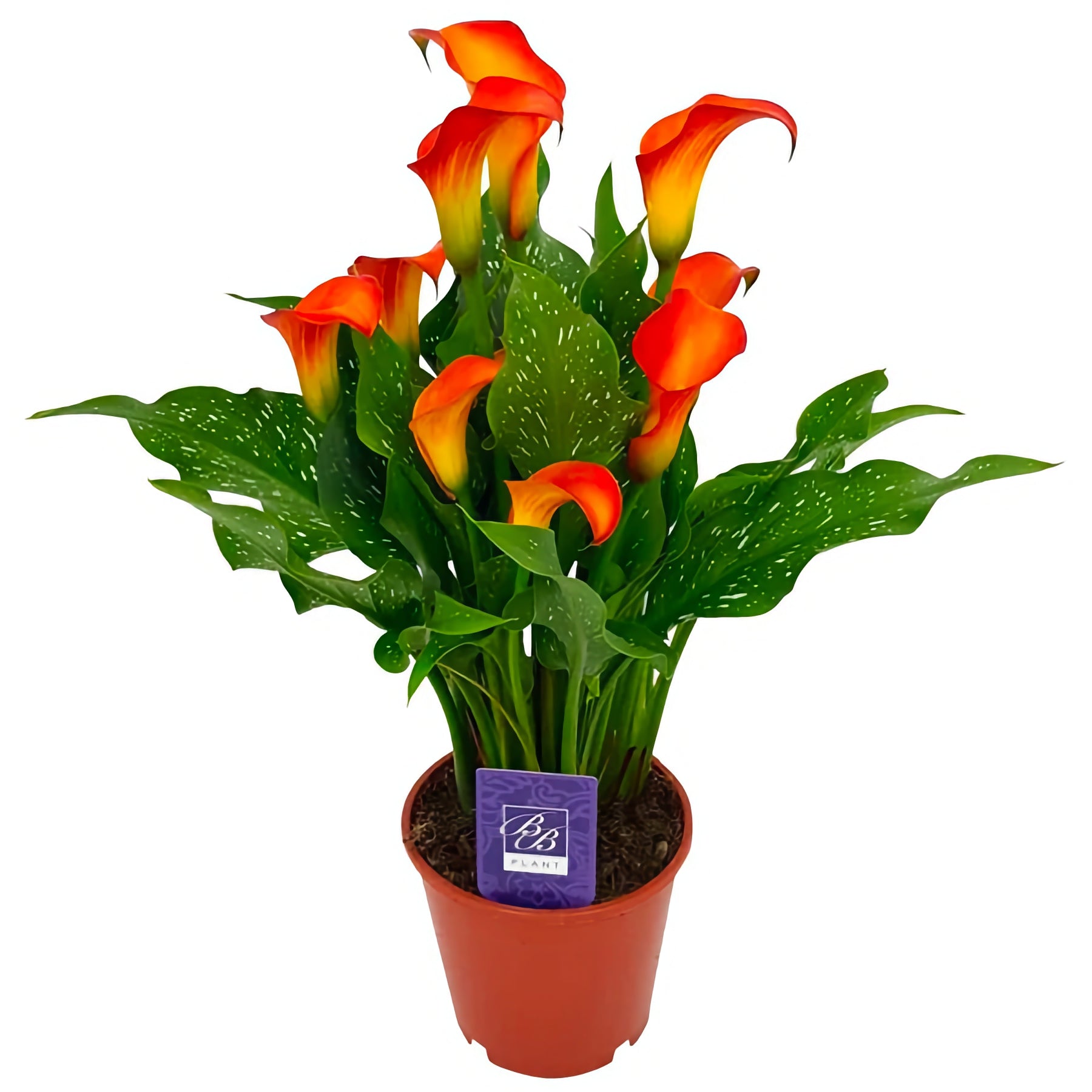 zantedeschia house plants Calla Lily