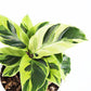 Prayer Plant | Yellow Fusion | Rare Plant